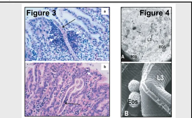 Figure  3.  H&amp;E  stained  paraffin  sections  of  the  abomasal  tissue  of  sheep  challenged  with  H