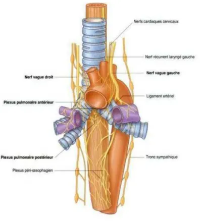 Figure 6 : Innervation des poumons [3] 