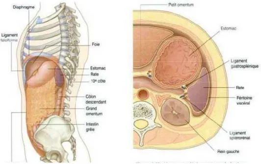 Figure 11 : coupe sagittale et axiale montrant la situation de la rate  dans l’abdomen [3] 
