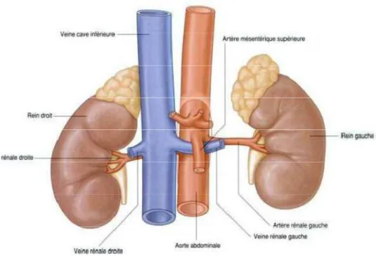 Figure 24 : la vascularisation rénale [3] 