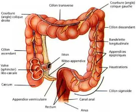 Figure 27 : Vue antérieure du gros intestin [16] 