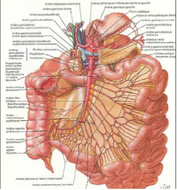 Figure 28 : Vascularisation artérielle de l’intestin [7] 