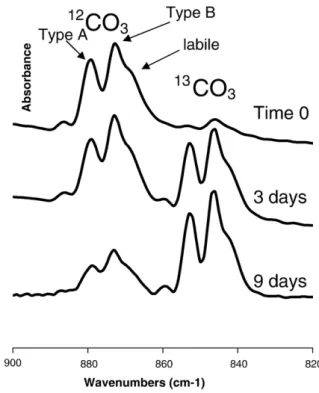 Fig. 4. FTIR spectra in the carbonate domain ( ν 2 CO 3 ) illustrating the maturation process of nanocrystalline apatites (self-deconvoluted)