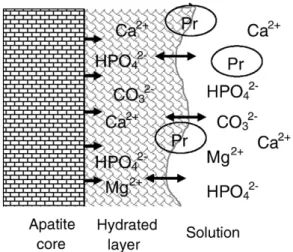 Fig. 8. Schematisation of surface reactions involving the hydrated surface layer.