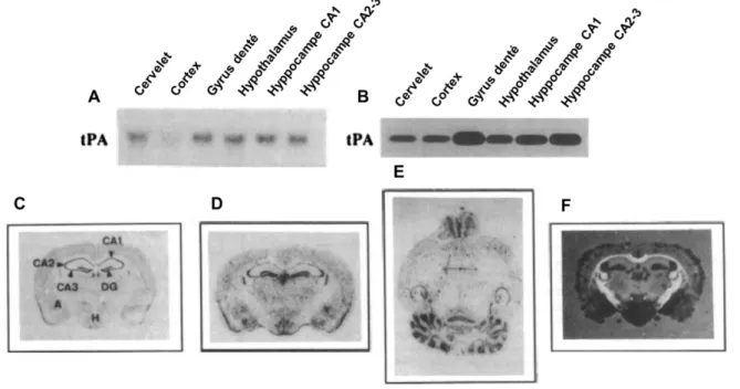 Figure 6 I Localisation du tPA au sein du SNC chez la souris. A) Northern-blot mettant en évidence  les acides ribonucléiques messagers (ARNm) du tPA selon différentes régions cérébrales