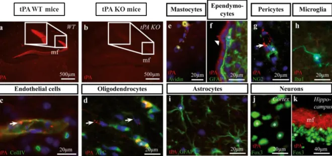 Figure 7 I Expression du tPA au sein de différentes cellules du SNC chez la souris adulte