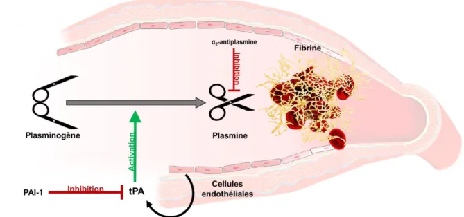 Figure 9 I Mécanisme de la fibrinolyse endogène. Le tPA est sécrété par les cellules endothéliales  dans la circulation sanguine