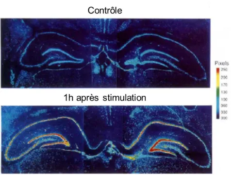 Figure 13 I Elévation de la quantité d’ARN messager du tPA suite à une activation neuronale chez  le rat