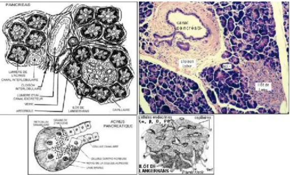 Figure 10 : parenchyme pancréatique  B. Sécrétion du pancréas exocrine : 