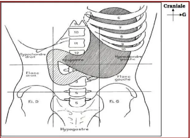Figure 2 : Situation générale de l’estomac d’après PERLEMUTER, J L, J [10] 