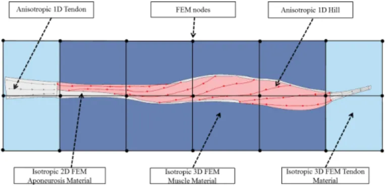 Fig. 1. Muscle multi-model scheme : The different models are linked via barycentric embeddings
