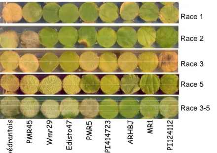 Figure 3.  Virulence de 5 races de Podosphaera xanthii sur 9 génotypes de melon. 