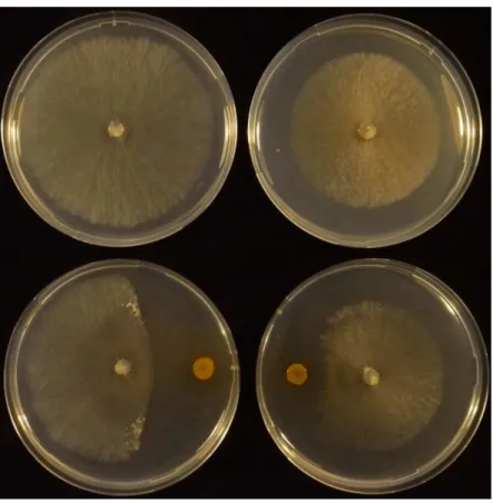 Figure 8.  Sensibilité in vitro de la souche BC1 de Botrytis cinerea (gauche) et  de  la  souche  évoluée  BC1G20P  résistante  à  la  pyrrolnitrine  (droite)  à  la  bactérie  productrice  de  pyrrolnitrine  Pseudomonas  chlororaphis  ChPhzS24,   après 4 