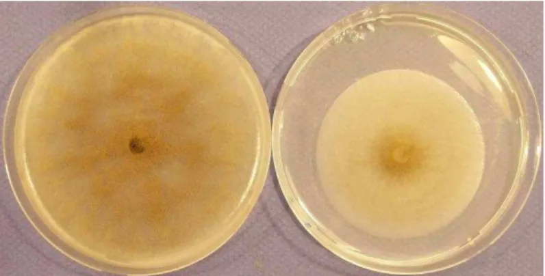 Figure  9.    Croissance  mycélienne  sur  milieu  PDA  de  la  souche  parentale  BC1  sensible  à  la  pyrrolnitrine  (gauche)  et  du  mutant  BC1G20P  résistant  à  la  pyrrolnitrine (droite) après 4 jours d’incubation à 21°C