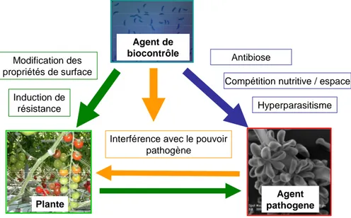 Figure 12. Principaux modes d’action des agents de protection biologique contre  les agents pathogènes de plantes