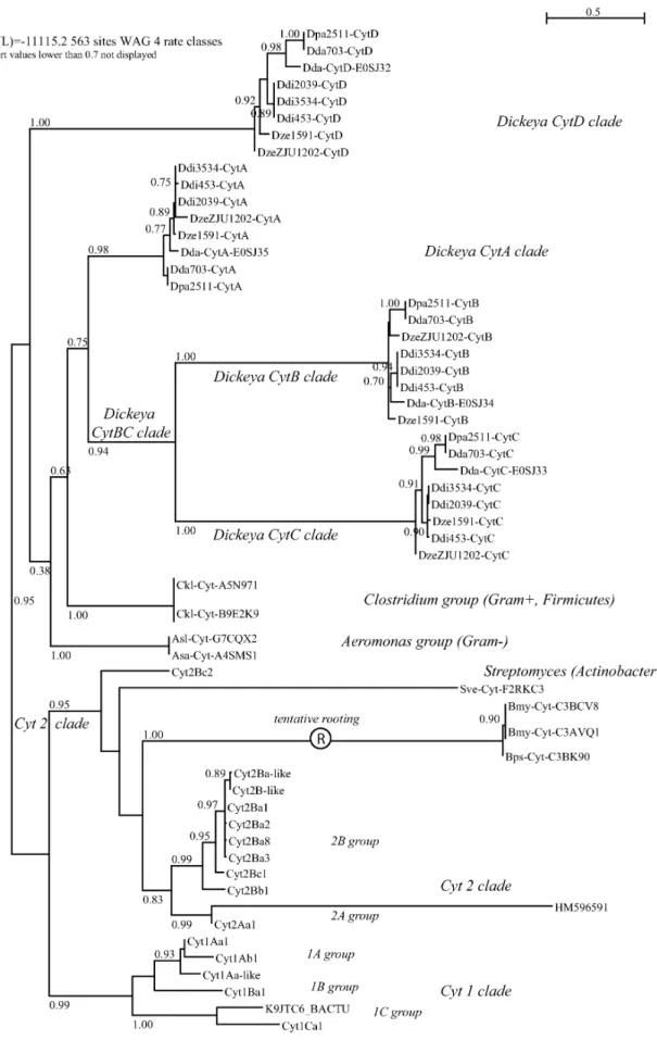 Figure 3 | Phylogenetic tree of all bacterial cyt toxins; tree is unrooted but tentative rooting at longest branch is proposed H