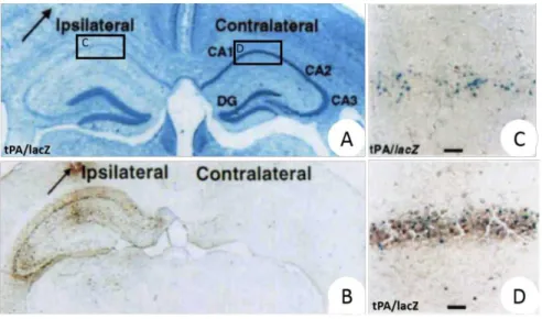 Figure 11: Expression du tPA par la microglie. A)   Photomicrographie   de   coupe   coronale   de   cerveau   de   souris   transgénique   tPA/lacZ   (promoteur   du   tPA   fusionné   avec   le   gène   lacZ   de   bactérie)   après   coloration   au   c