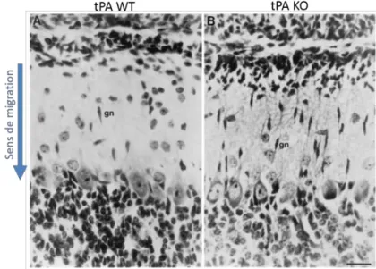 Figure   15:   Effet   de   l'absence   du   tPA   sur   la   migration   neuronale.   Microphotographies   montrant   l’accumulation   des   cellules   granulaires   (gn)   dans   la   couche   moléculaire   du   cervelet   de   souris   (P10)   déficient