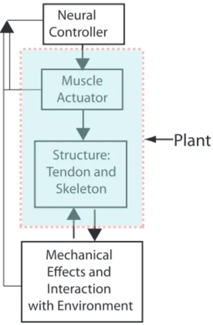 Figure 1-1: Hierarchy in physiological systems influencing locomotion. We refer to the shaded block as the ‘Plant’.