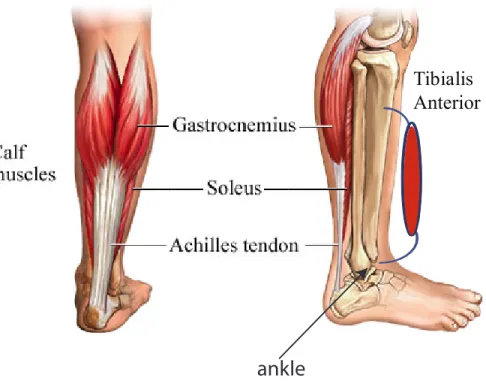 Figure 2-2: Muscles and Tendons of the Ankle-Foot Complex