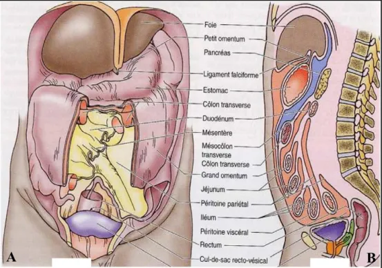 Figure 1 : Principales parties du péritoine. 