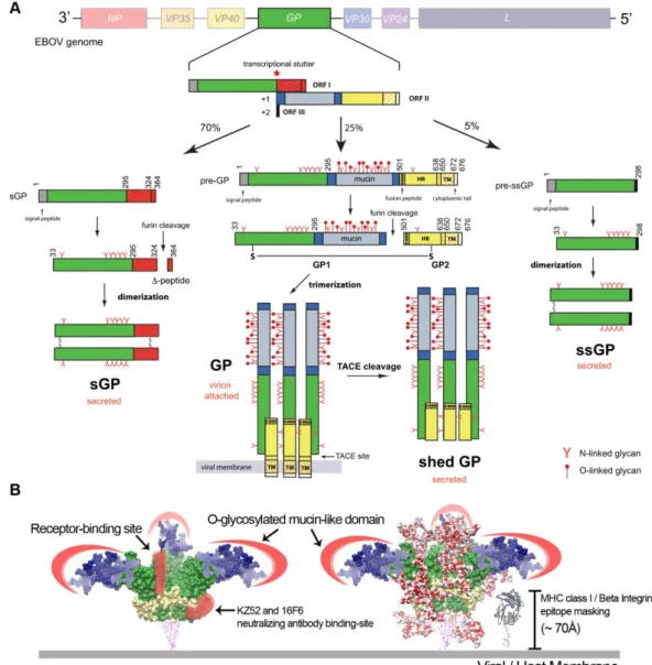 Figure  6.  Ebola  virus  glycoprotein  synthesis  and  conformation.  (A)  Processing of EBOV glycoproteins