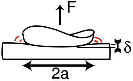 Fig. 4.1  Variables macroscopiques du contact : force F, pénétration δ et rayon de contact a.