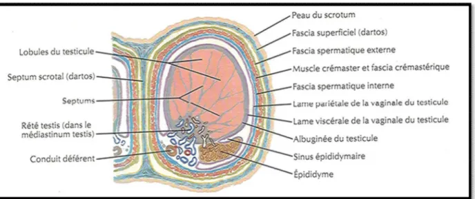 Figure 1: coupe transversale qui passe par le scrotum et son contenu [4] 