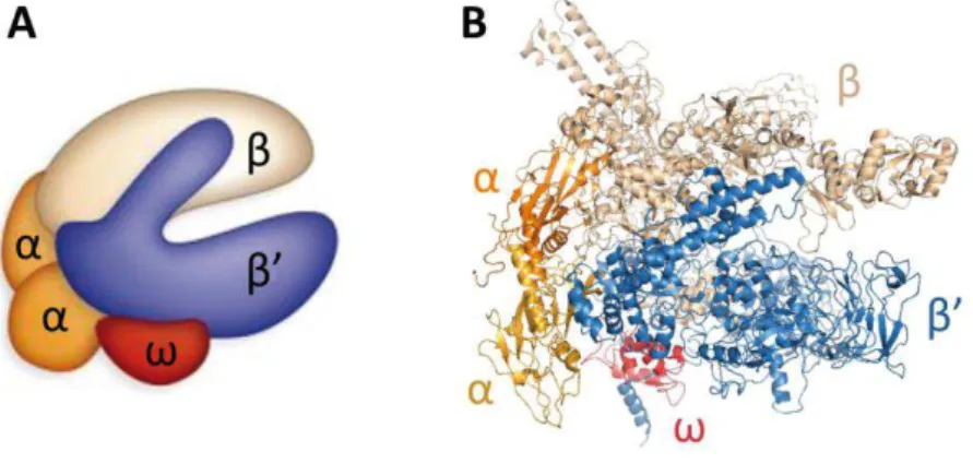 Figure  3 :  Organisation  générale  de  l’ARNP  bactérienne.  Le  « core  enzyme »  adopte  une  conformation  en  forme  de « pince  de  crabe »