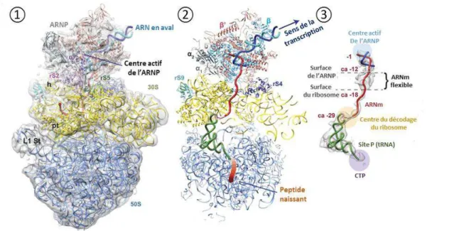Figure  10 :  Architecture  de  l' « expressome »  bactérien.  Le  ribosome, en  bleu  foncé (50S)  et  jaune  (30S),  est  disposé sous l’ARNP avec laquelle il  « s’emboite »  parfaitement