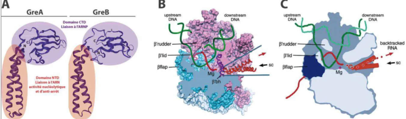 Figure  19 :  Facteurs  GreA  et  GreB.  (A)  Les  facteurs  GreA  et  GreB  ont  une  organisation  structurale  et  un  fonctionnement  très  similaires (PDB [GreA] :  1GRJ,  PDB  [GreB] :  2P4V)