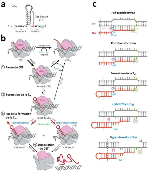 Figure 20: Terminaison intrinsèque de la transcription.  (A) Exemple de terminateur intrinsèque (terminateur  λtr2)