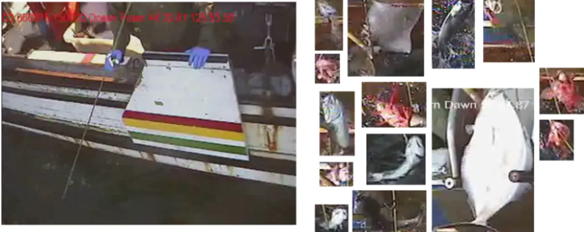 Figure 2-23: Examples from longline videos. Left: looking towards the Ocean Foam deck.