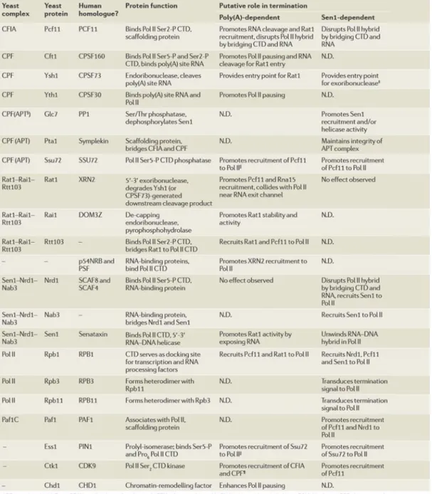 Table  1.1:  Factors  involved  in  Pol  II  3’end  processing  and/or  transcription  termination (Kuehner et al., 2011)