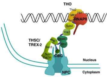 Figure 1.13: THO/TREX and TREX-2 function in the same pathway from transcription  to export of mature mRNPs (Rondón et al., 2010)