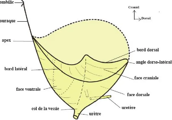 Figure 1 : :Vue latérale montrant la configuration de la vessie [73]
