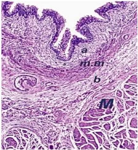 Figure 9 : paroi Vésicale normale. Chorion muqueux comportant le chorion  