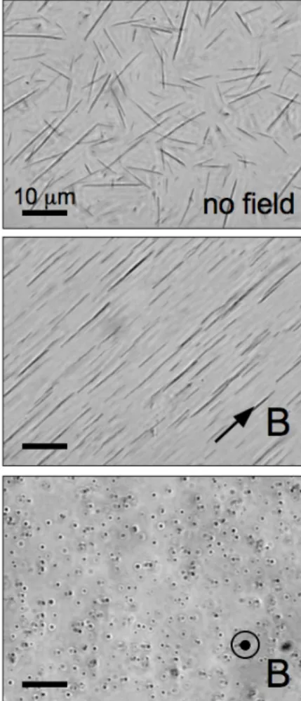 Fig. 3a shows an image (×100) of a nanorod dispersion  sealed  between  glass  plates