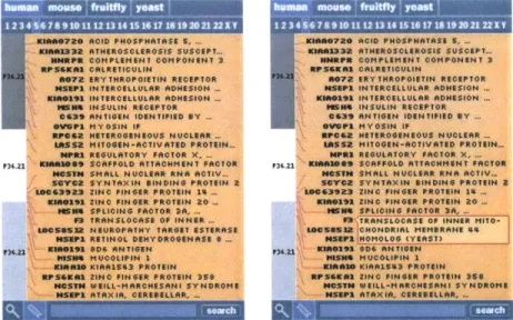 Tabs  above the  content area  allow the  user to select between  different data views  for that  gene,  in this case the sequence  view, the ontology description, or text from  the  OM  I M database.