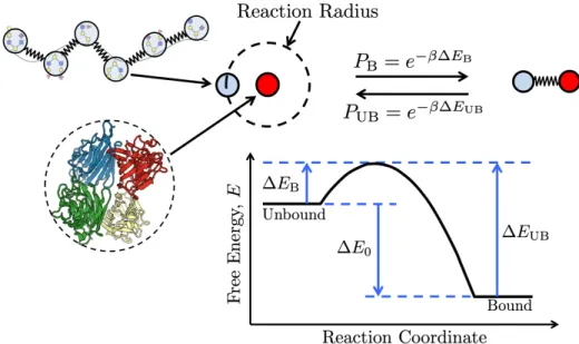 Figure 2-1: Polymers are represented by spherical beads (light blue) connected by gaussian springs.