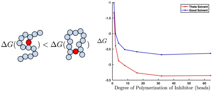 Figure 3-3: A plot of the free energy of binding for the degree of polymerization of the inhibitor.