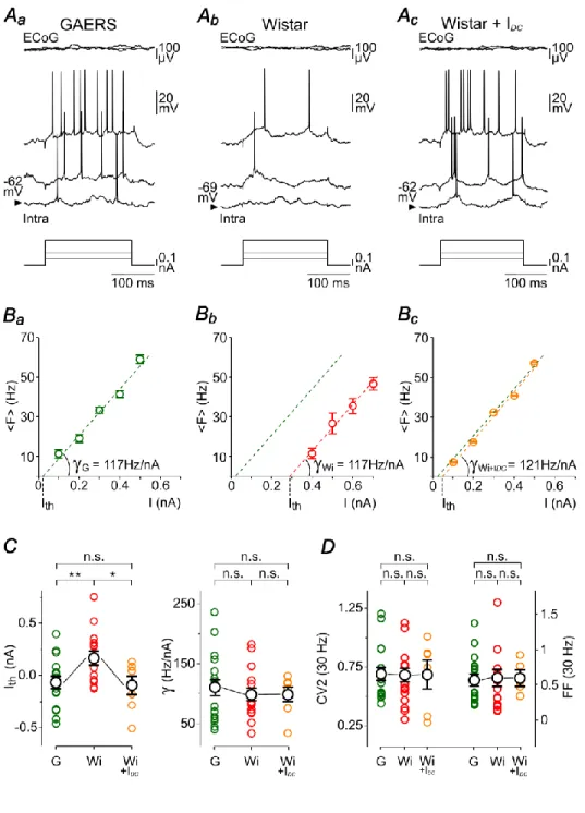 Figure 3. GAERS S1 cortex neurons exhibit in between seizures an increased sensibility  to weak excitatory inputs