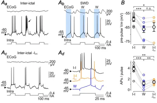 Figure  6.  The  excitability  of  cortical  neurons  is  reduced  during  the  W-component