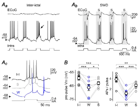 Figure 8. The membrane excitability of cortical neurons is markedly reduced during the  S-component of the SWD