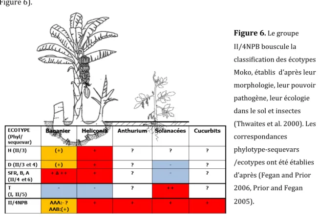 Figure 6 .  Le groupe  II/4NPB bouscule la  classification des écotypes  Moko, établis  d’après leur  morphologie, leur pouvoir  pathogène, leur écologie  dans le sol et insectes  (Thwaites et al