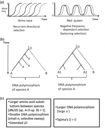 Figure 10.   La course aux armements et la Reine  Rouge,  les deux scenarii évolutifs gouvernant les  interactions hôtes-pathogènes, et leurs effets sur les  polymorphismes ADN  et la divergence (Terauchi &amp; 