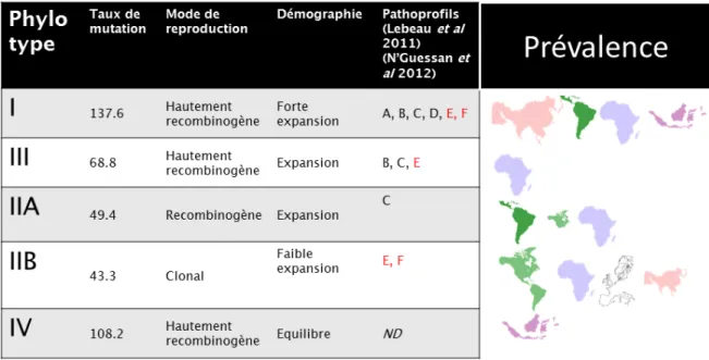 Figure 18. Synthèse des composantes du potentiel évolutif de chaque phylotype, avec leurs  profils de virulence sur Solanacées (pathoprofils) et leur prévalence mondiale 