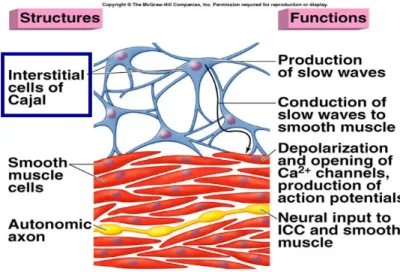 Figure 1: les cellules de Cajal, structure et fonctions 