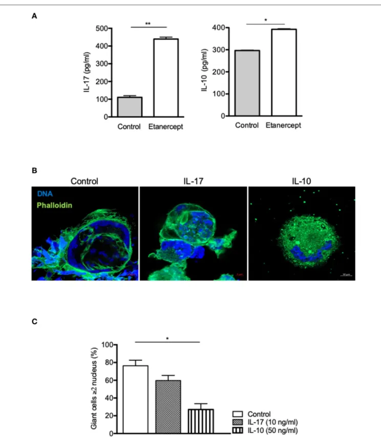 FIGURE 5 | IL-10, not IL-17, inhibits cell fusion. (A) Adherent CD14 + cells from healthy donors (n = 5) were stimulated by IFN-γ and ConA in the presence or not of etanercept and IL-17 and IL-10 concentration were evaluated by ELISA in the supernatants af