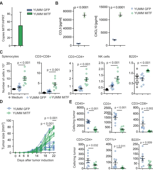 Figure 2. MITF overexpression in YUMM1.1 cells changes chemokine expression and immune cell attraction